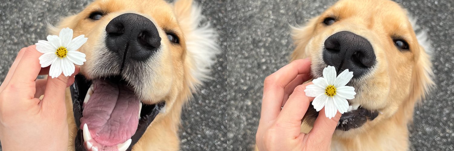 ぐぅちゃん🐶's banner
