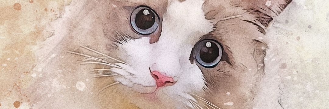 ぽかり🤍ラグドール's banner