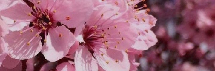🎀 Cherry🎀's banner