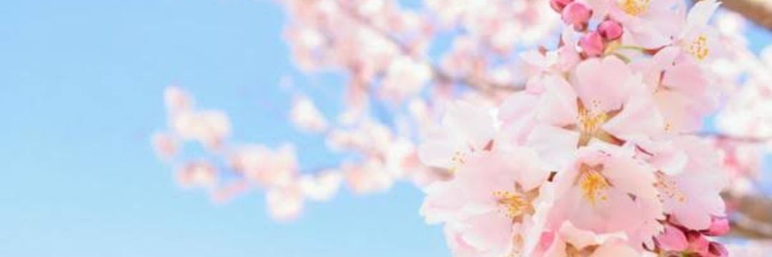 unite🌸🐎🌸's banner