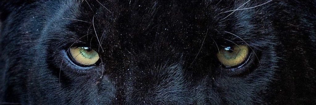 lili's banner