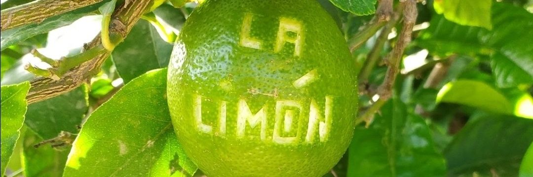 🍋 La Limón 🍋's banner