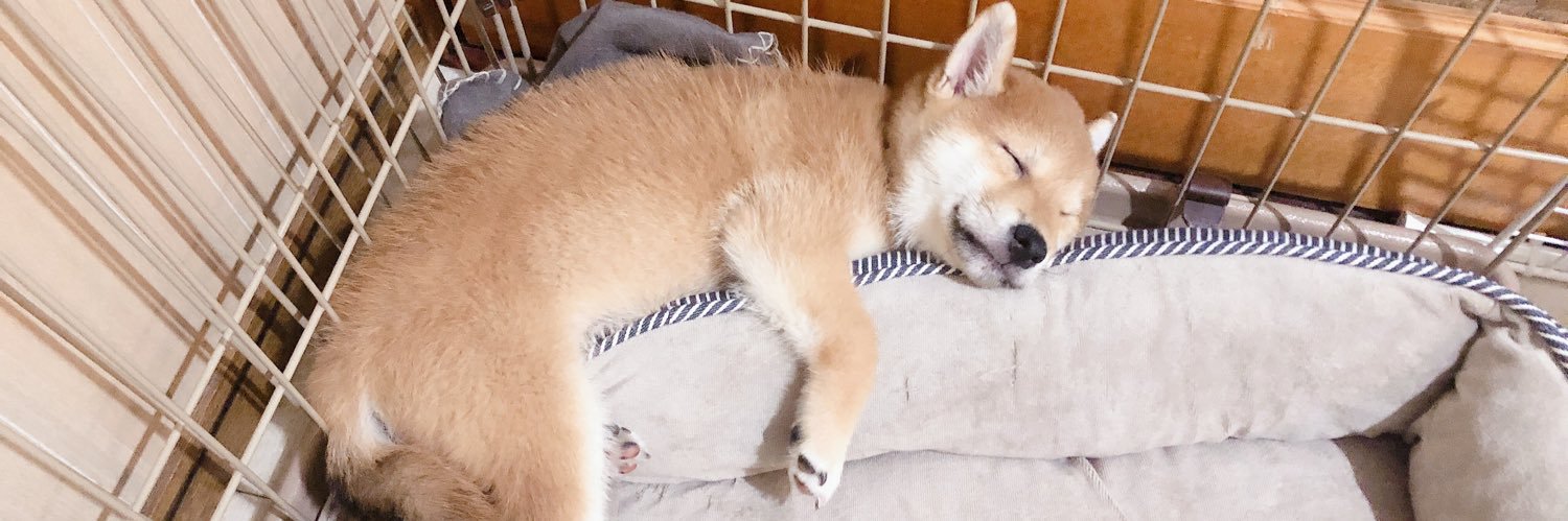 柴犬 つむ's banner