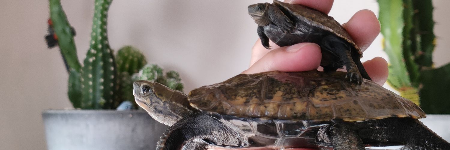 🐢ゆみえもん🐢's banner