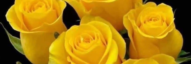 الاعلامية.. حليمه الساعدي's banner