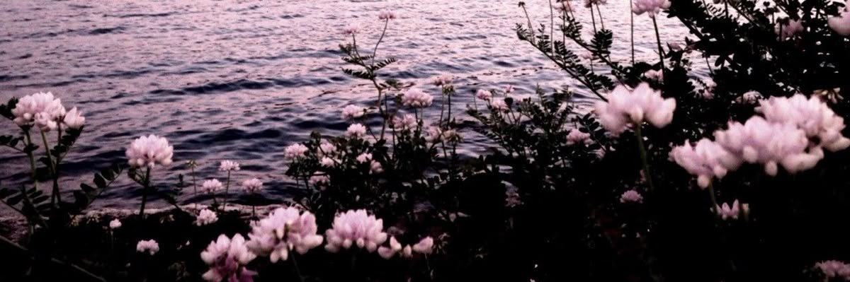₊˚⊹ ᰔ ₊˚⊹'s banner