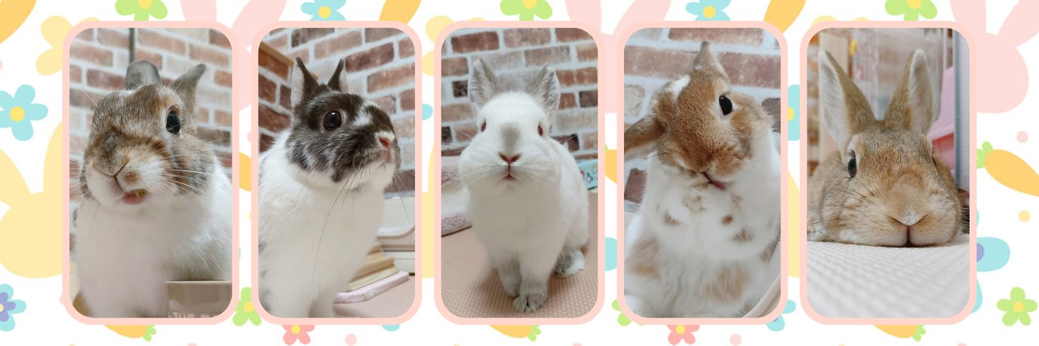 ぽもちゃ₍ᐢ ˶• ⩊ •˶ ᐢ₎'s banner