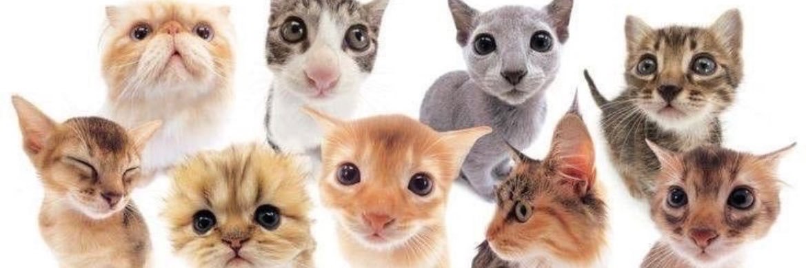 kat's banner