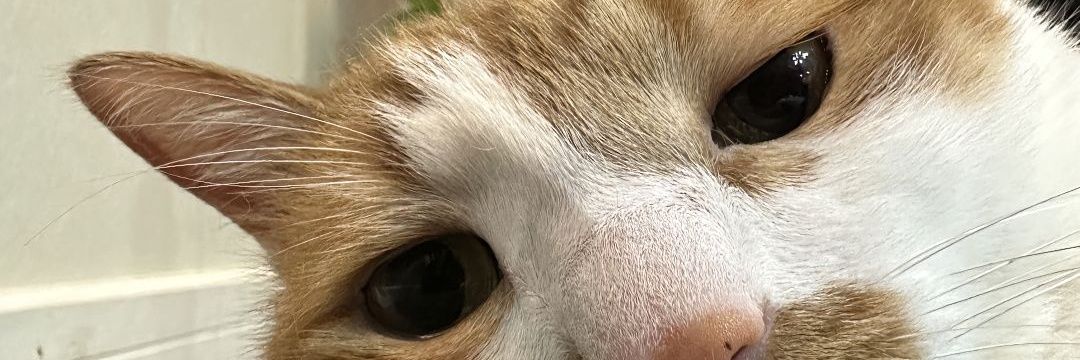 Đức Chí (@chikethiet)'s banner