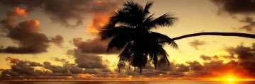 MIATHABOI🌴🍊's banner
