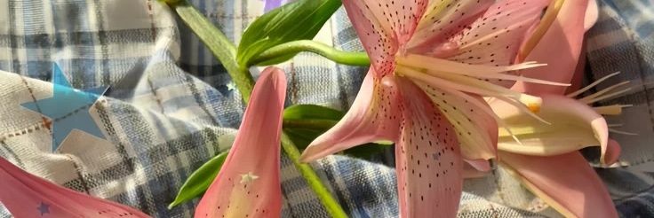jellydrink..⋆'s banner