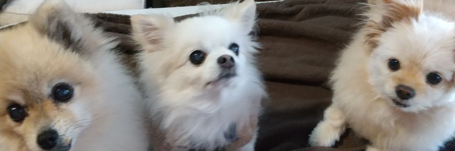 ご縁~犬との暮らし~過保護飼い主と犬姉妹の暮らしより's banner