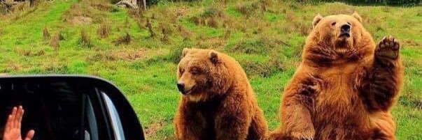 グリ🐻's banner