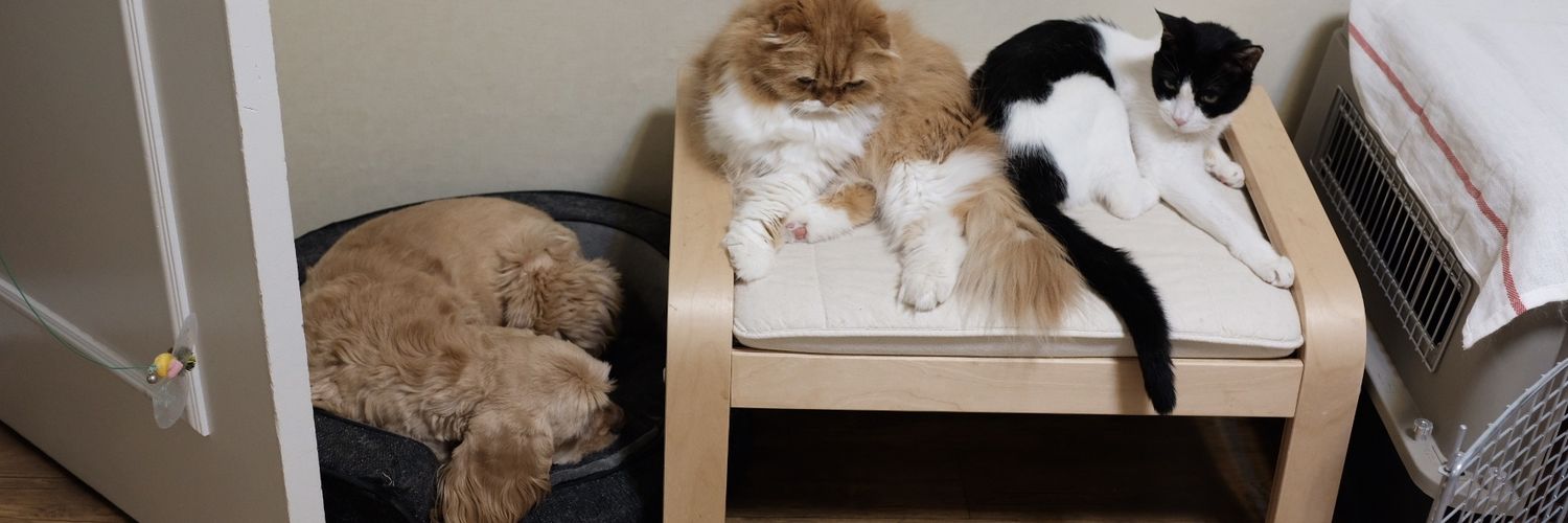 젬마(Gemma)'s banner