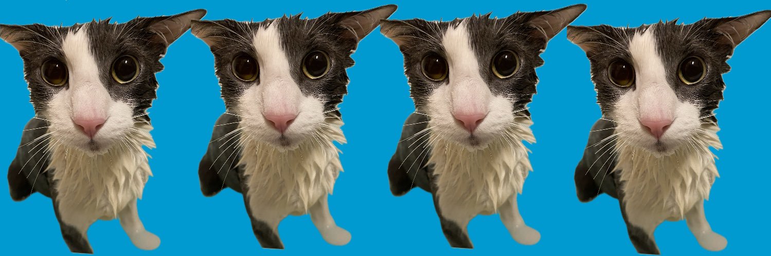 Soggy Cat enjoyer's banner