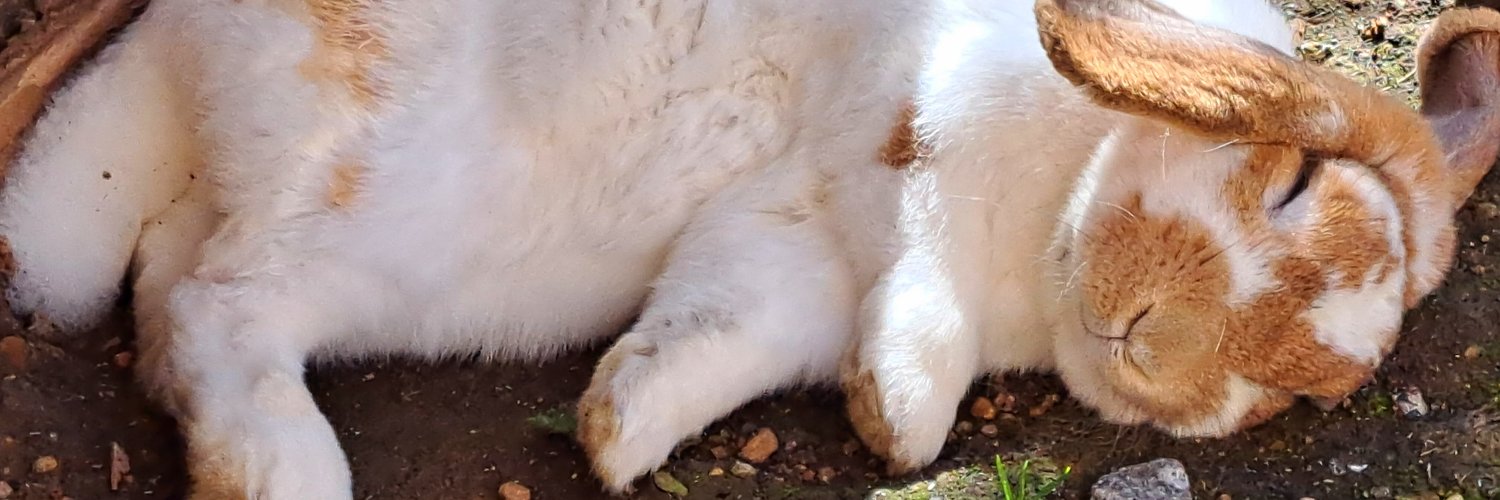 Flan Memorial 🥕🐇🍮🕊️'s banner
