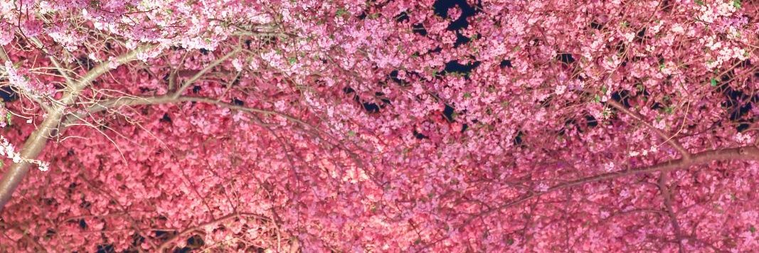 竜平(りゅうへい)'s banner