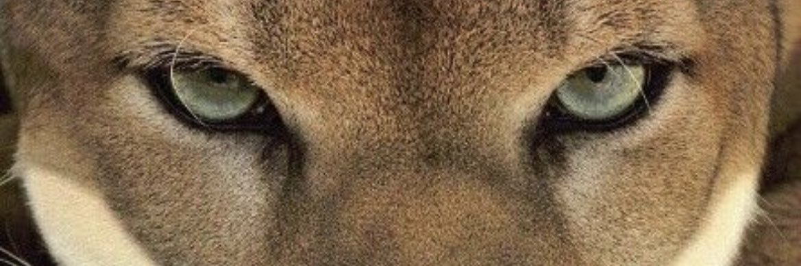 .'s banner