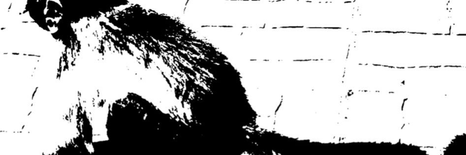CIENA's banner