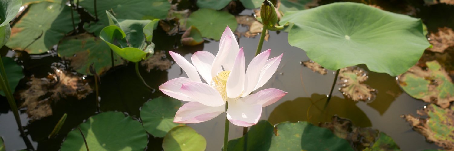 lou ᜎᜓᜂ's banner