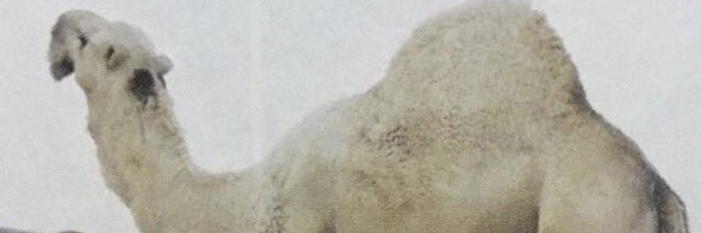 العديم💯🇸🇦's banner