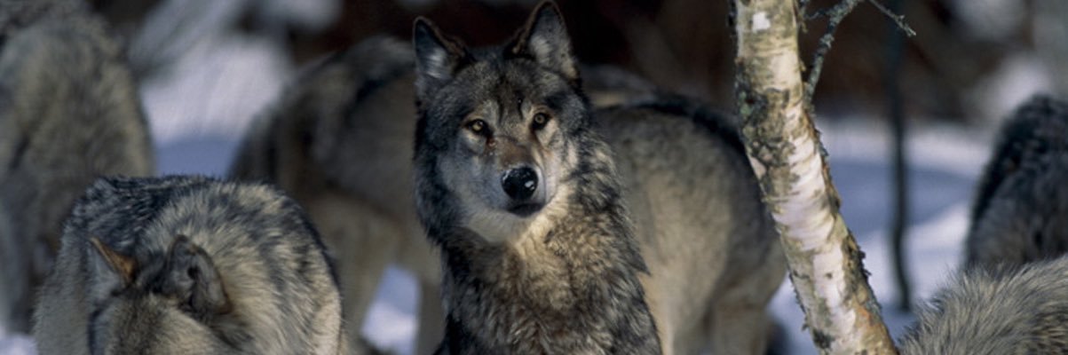 🐾 InfoSec Coydog 🐾's banner
