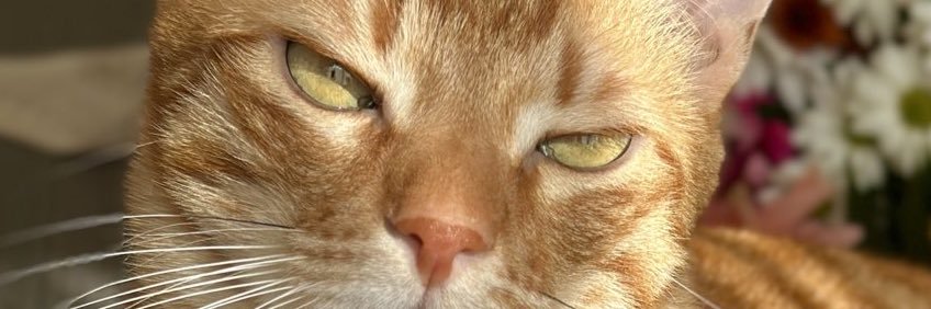 Bacaksız Şanslı 🧡's banner
