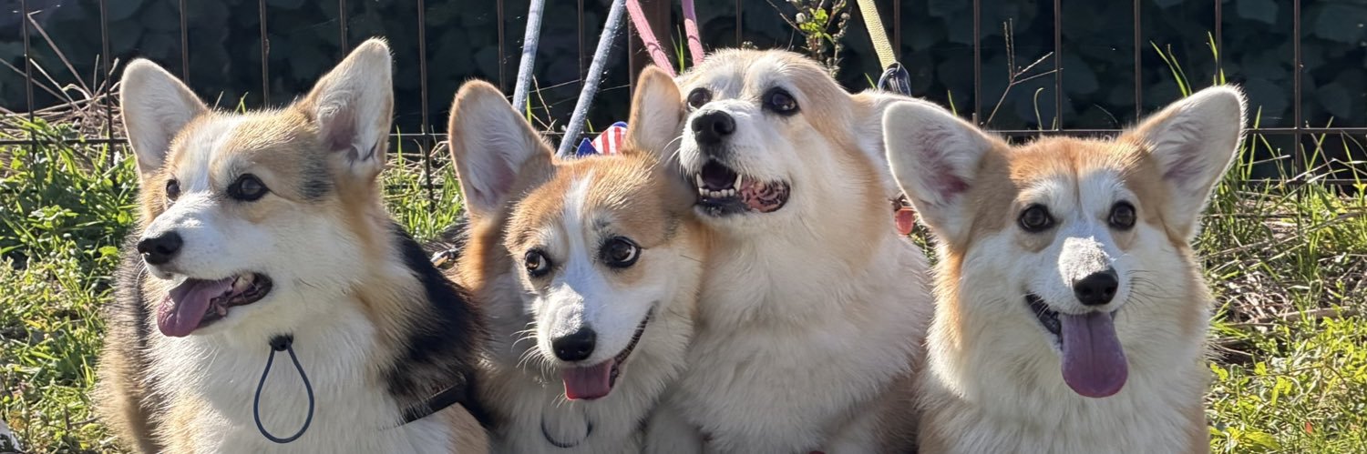 やるきなしコーギーSARA🍞 （飼い主ITOKEN）'s banner