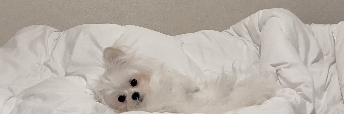 かわいーぬ's banner