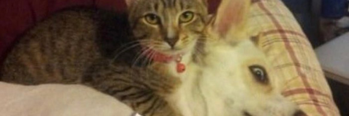cats with powerful aura's banner