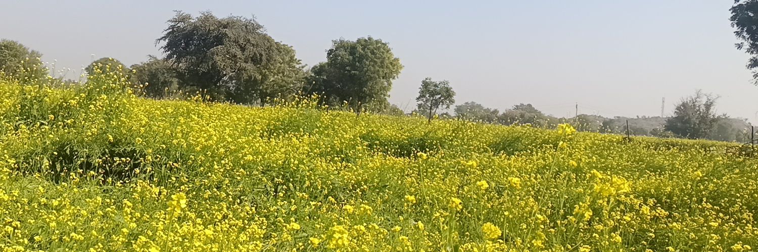 ममता ट्राबल's banner