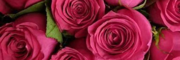 Meral's banner