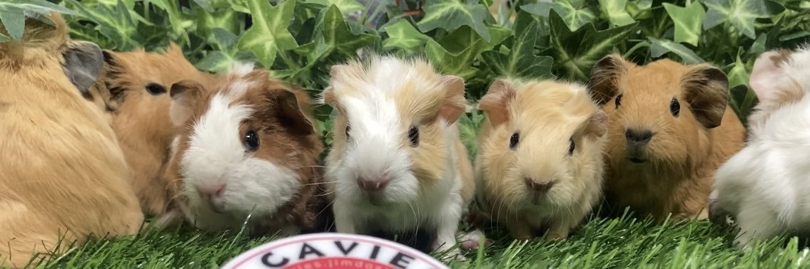 モルモットブリーダー　販売　CAVIES's banner