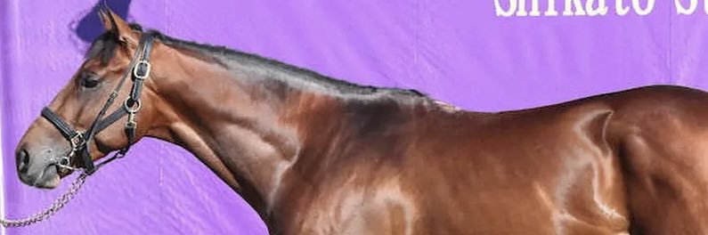 田井秀一（スポニチ競馬記者）'s banner