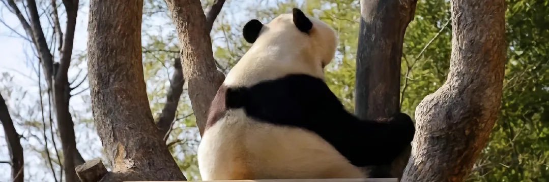 pandalovebamboo(互fo)'s banner