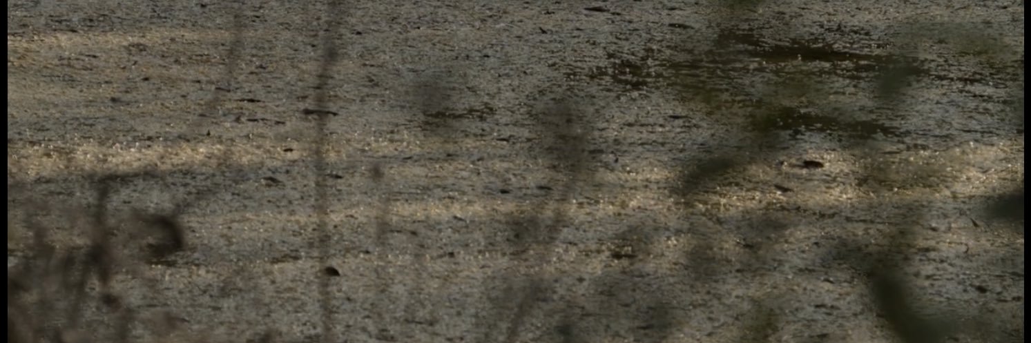 carito🪽's banner