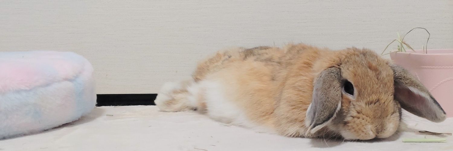 わたがしうさぎのめるち's banner