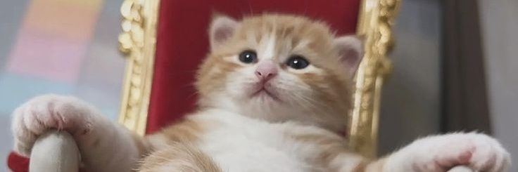 貓皇陛下🙇‍♀️'s banner