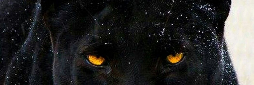 Darion jones's banner