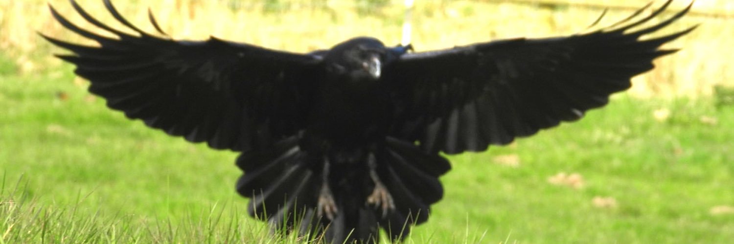 MarburyBirds's banner