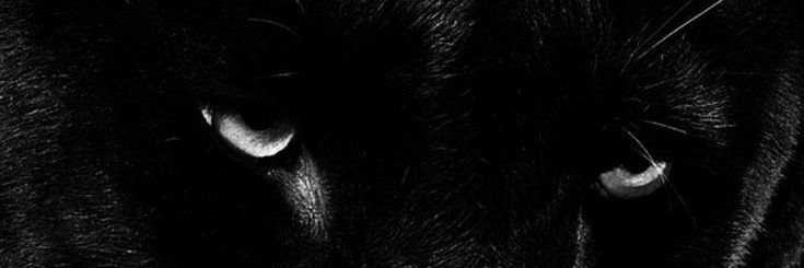 merve's banner