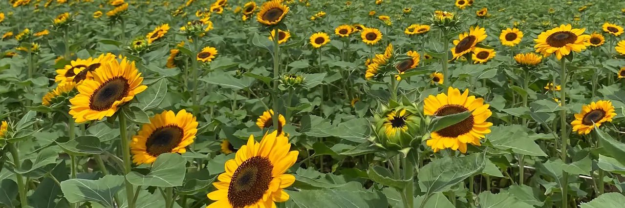 บังเอิญพบทานตะวัน 🌻's banner