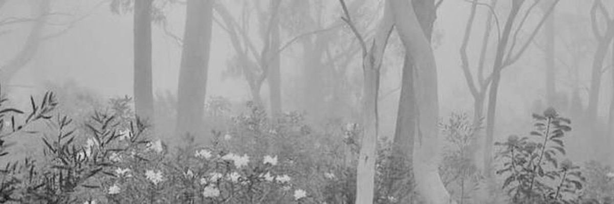 lulu -'s banner
