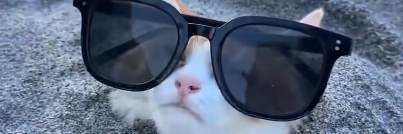 𝕋 🐈‍⬛'s banner