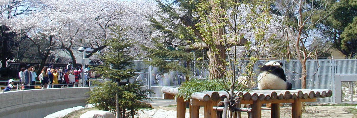 ころころパンダ日記🐼槿（あさがお）'s banner