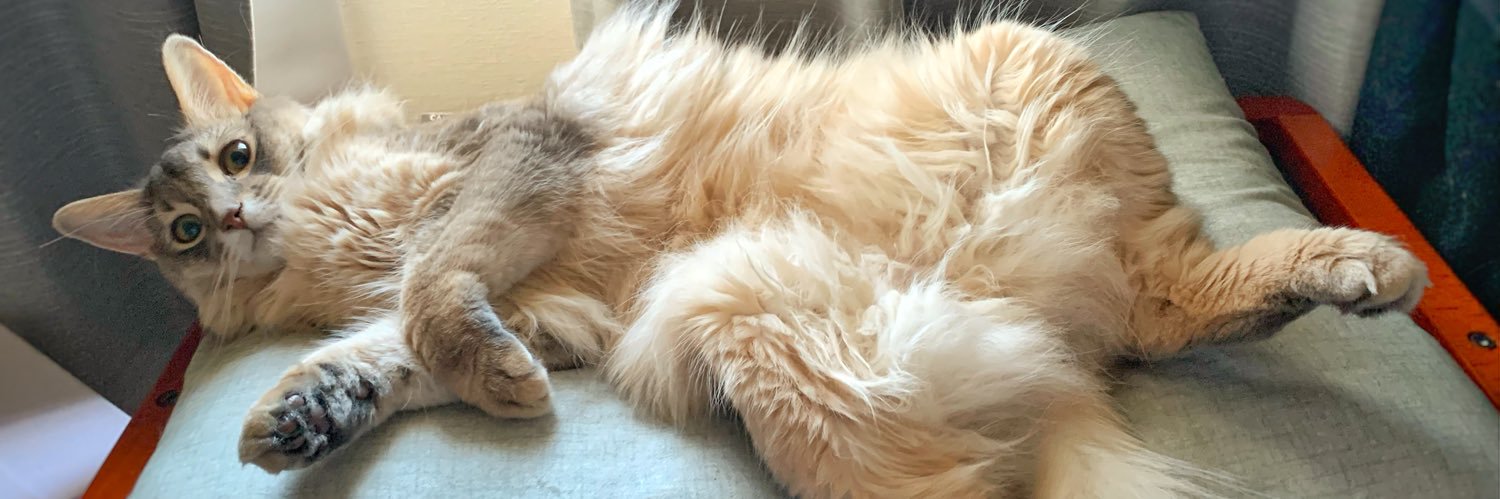 猫とぽぽ's banner