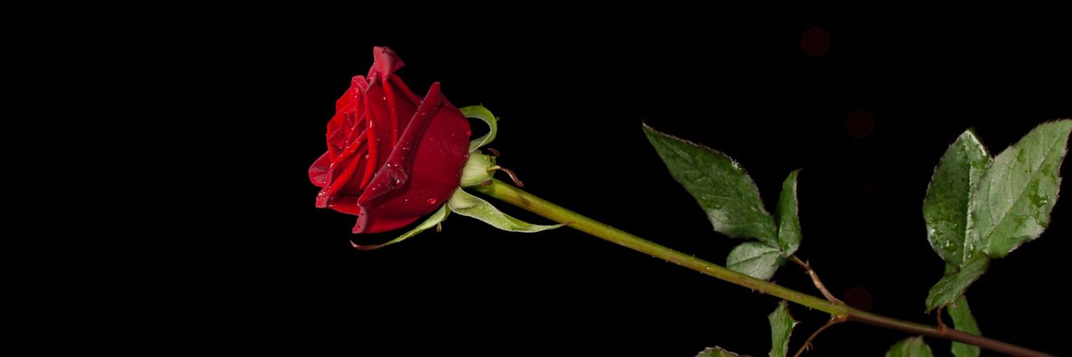 Zeeshan_ahmad's banner