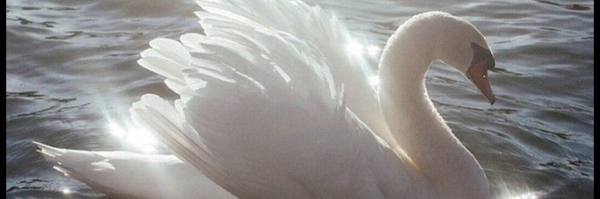 Tulipsdish's banner