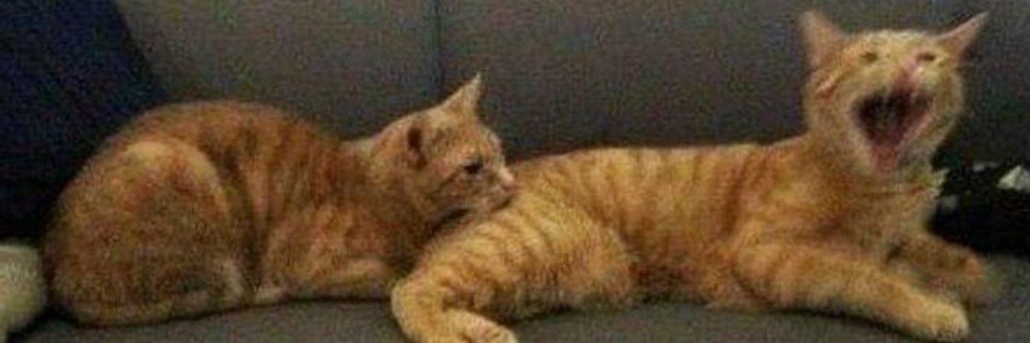 smol cat happy cat's banner
