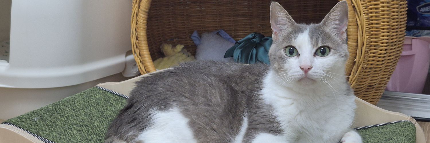 치치아빠🇰🇷🐱🐈's banner